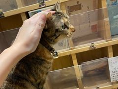 -猫的天空之城概念书店(杭州南宋御街店)