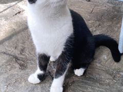 -喵屿·大理花园猫咖