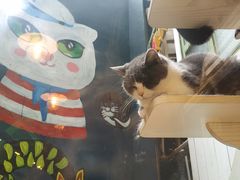 -猫咪博物馆(顶澳仔猫街店)