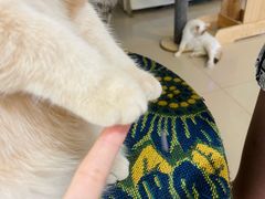 -平行世界·猫咖(首经贸店)