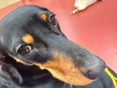 -和它·交个朋友·狗咖猫咖(爱琴海店)