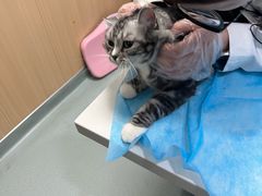 -瑞派·关忠动物医院·猫专科·犬专科(三环新城店)