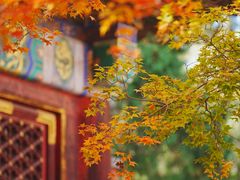 -香山公园