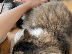 -猫小院猫主题咖啡厅(北锣店)