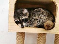 -浣熊柯尔鸭土拨鼠·电玩咖