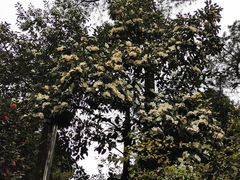 -铁山坪森林公园