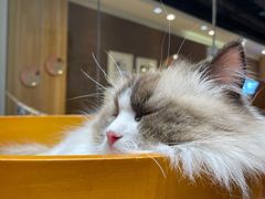 -藏猫猫咖啡主题馆(中央大道店)