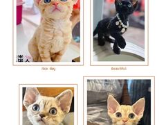 -糯米喵星人总部直营旗舰店·猫舍·幼猫出售