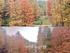 -云溪植物园
