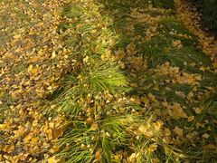 -三里屯东五街银杏大道