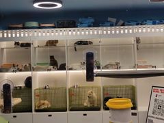 -Mint Gelato(二厂店)