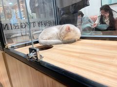 -袖虎·猫馆(体育西路店)