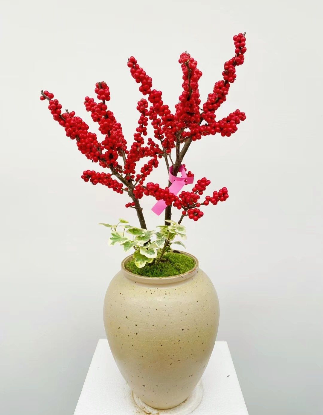 北美冬青是一种来自北美洲的观赏植物,它的