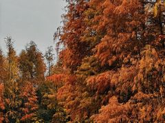 -上海海湾国家森林公园