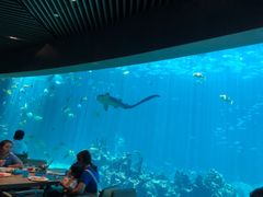 -海棠湾洲际-涛·海底餐厅·美人鱼·自助餐·海底隧道