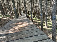 -苏木山森林公园