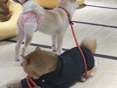 -逗柴咖啡屋·狗咖猫咖宠物桌游