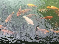 -乌镇枕水度假酒店