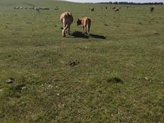 -塞罕坝国家级自然保护区