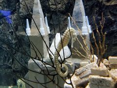 -太平洋海底世界