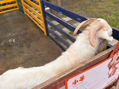 -合肥滨湖国家森林公园