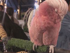 -清迈夜间动物园
