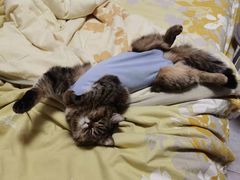 -喜多萌中农锦绣动物医院24H·猫科·牙科MRI·CT
