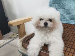 -佳雯宠物医院·皮肤科·内外科(春晓路分院)