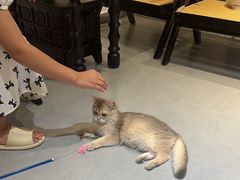 -琪喵猫屋·撸猫猫咖·猫舍