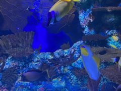 -上海海洋水族馆