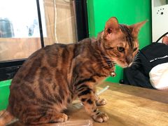 -李小姐の猫咖啡馆(五角场店)