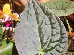 -Rabbit Cafe私房西餐甜点咖啡(栖霞路店)