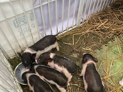 -中国天府农业博览园