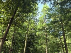 -广富林郊野公园