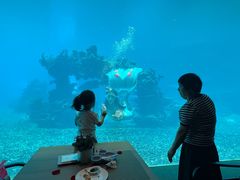 -涛·海底餐厅·美人鱼·自助餐·海底隧道(三亚海棠湾洲际度假酒店)