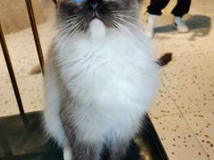 -喵喵咪呀布偶猫咖(春熙路店)