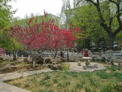 -桃花堤公园
