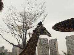 -灵玲国际马戏城