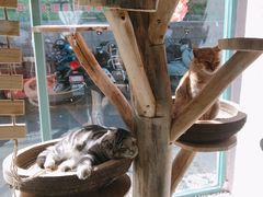 -喵屿·大理花园猫咖