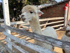 -清风小镇闯关东影视基地