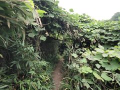-南山植物园