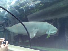 -悉尼海洋生物水族馆