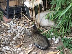 -海边的猫和咖啡馆