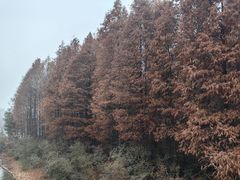 -溱湖国家湿地公园