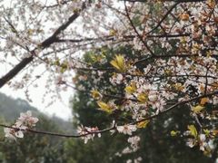 -宝界山林公园