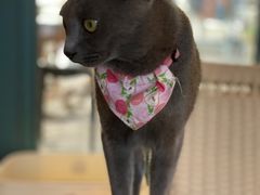 -喵屿·大理花园猫咖