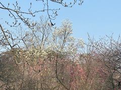 -杭州植物园