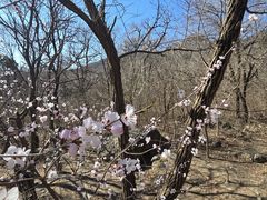 -阳台山自然风景区