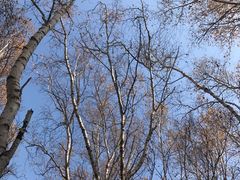 -塞罕坝国家级自然保护区