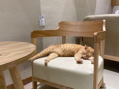 -藏猫猫咖啡主题馆(中央大道店)
